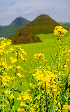 罗平油菜花田