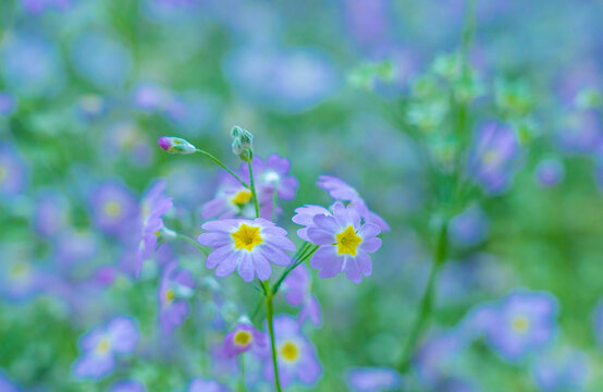 报春花