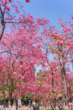 樱花