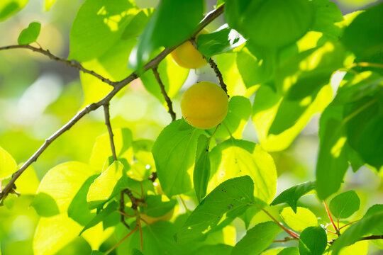 杏子杏树