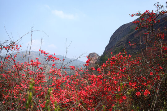 野杜鹃映山红