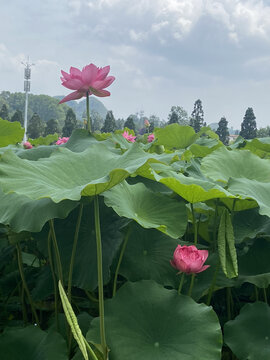 粉色莲花