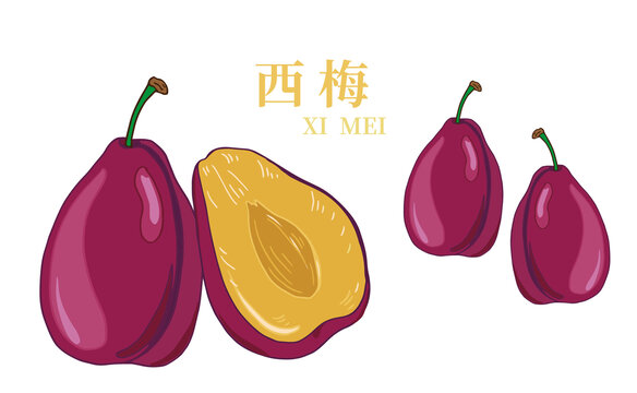 西梅插畫