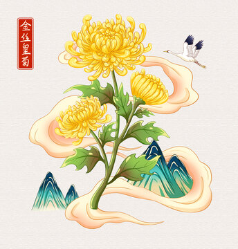 金丝皇菊插画手绘