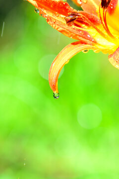 花瓣上的雨滴