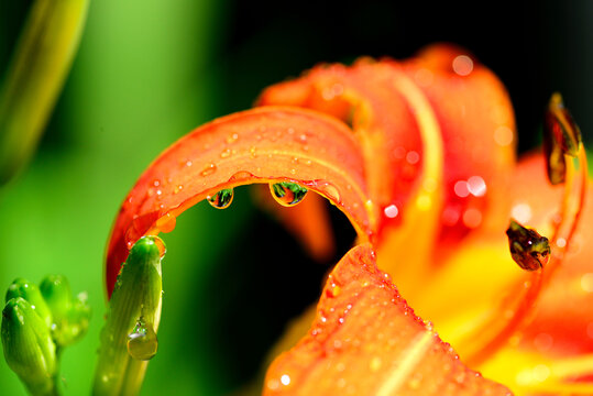 花瓣上的雨滴