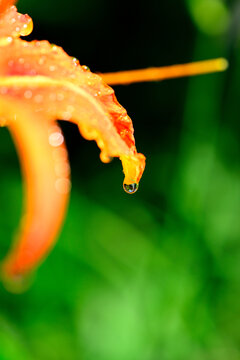 花瓣上的雨滴