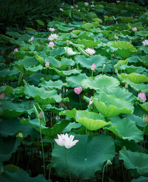 荷花池