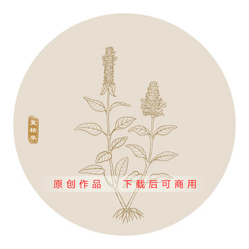 线描夏枯草