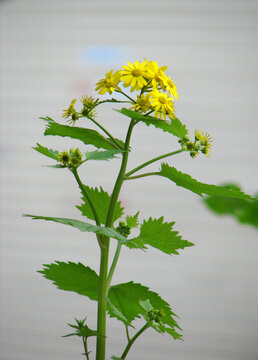 蒲儿根植物全株