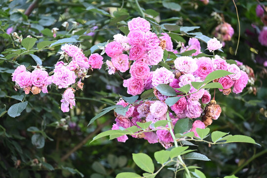 粉红月季花