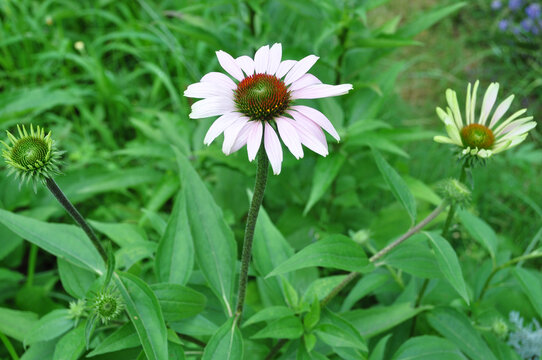 紫松果菊