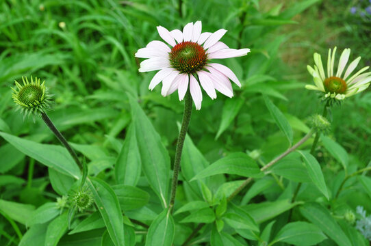 紫松果菊