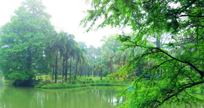 树林湖泊美景