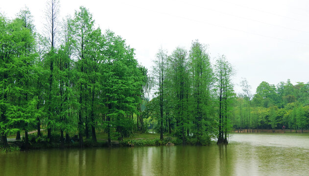 湖泊水杉树