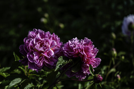 六月里盛开的芍药花