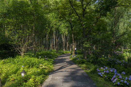 鲜花树林背景