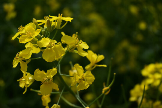 油菜花