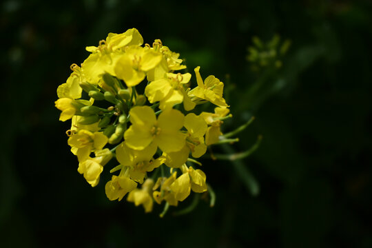 油菜花