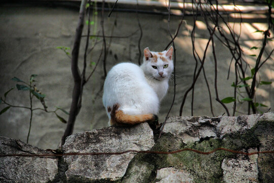 流浪猫