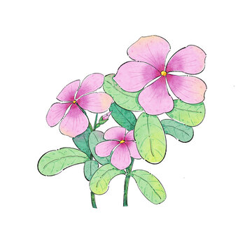 植物花卉长春花水彩插画素材