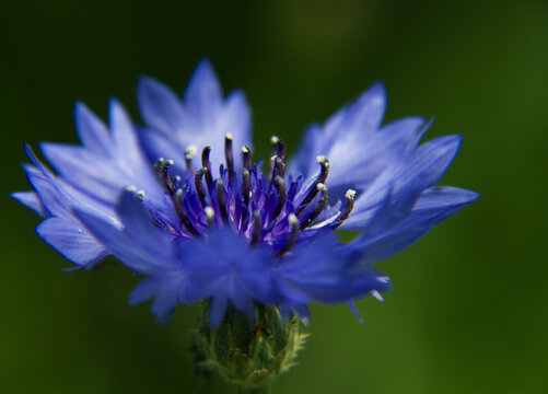 蓝花矢车菊