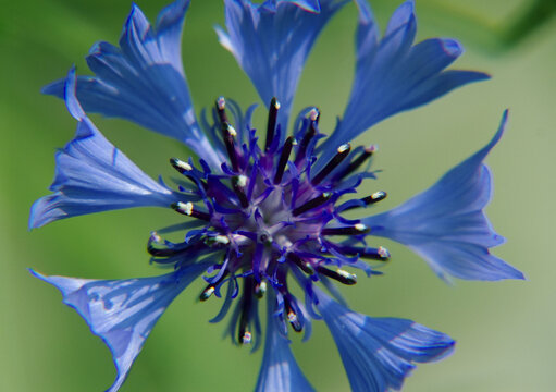 蓝花矢车菊