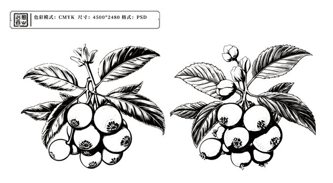 枇杷版畫插畫
