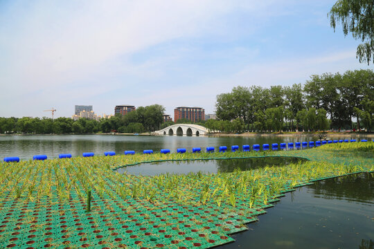 北京玉渊潭公园夏季景色