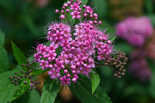 粉花绣线菊