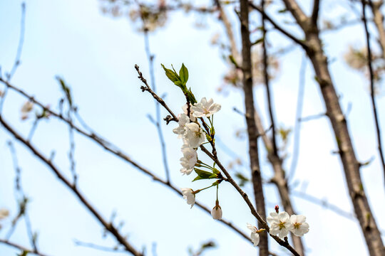 樱花素材