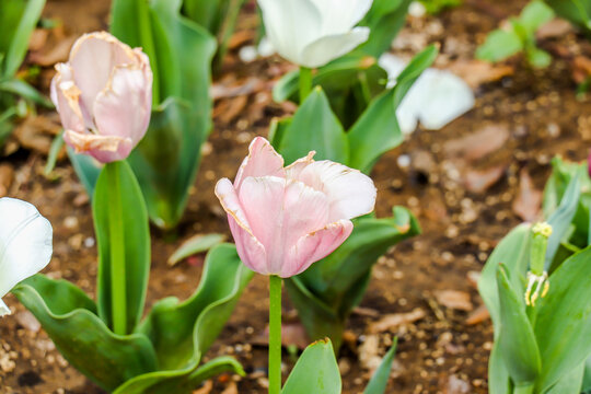 郁金花