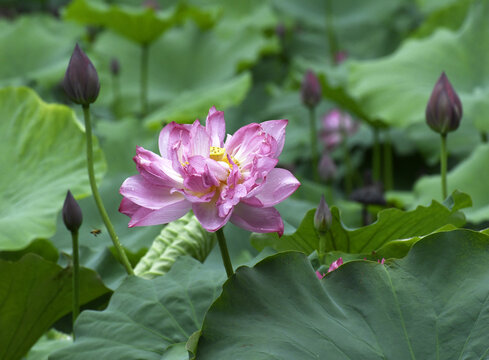 山东枣庄公园挂满雨珠的红荷花