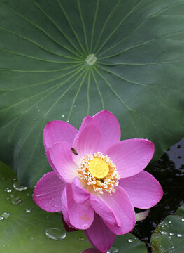 山东枣庄公园挂满雨珠的红荷花