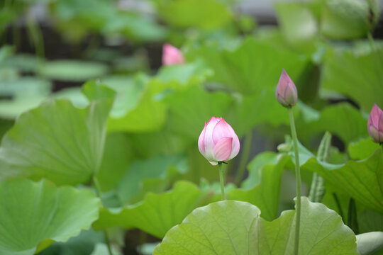 荷花花苞