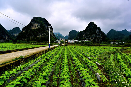 广西旧州风景