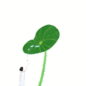 荷葉