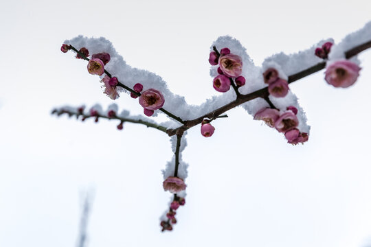 枝头梅花腊梅雪景