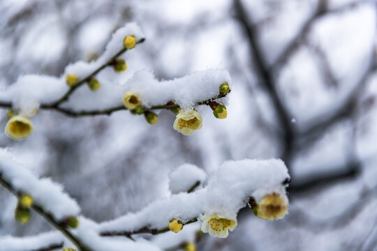 雪景梅花花蕾