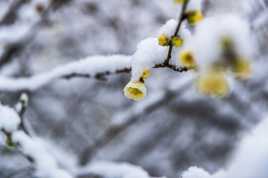 黄色梅花雪景