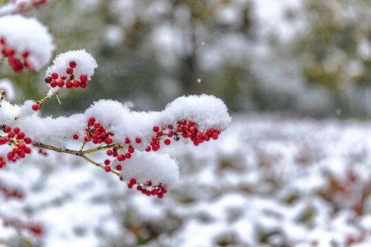 雪天红色花楸树美景