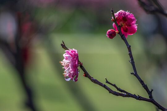 梅花花瓣花蕊