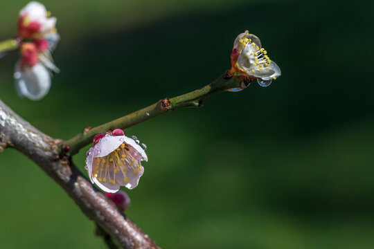 梅花花蕾腊梅露珠