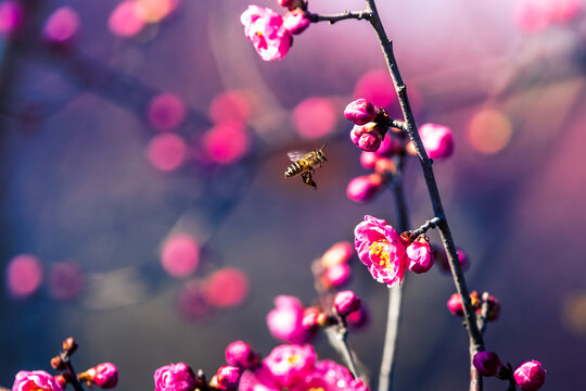 梅花丛中蜜蜂飞舞