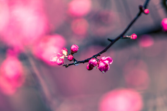 春天梅花花蕾花骨朵特写