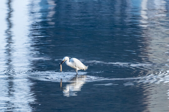 水面白鹭抓泥鳅