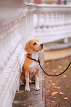 比格犬