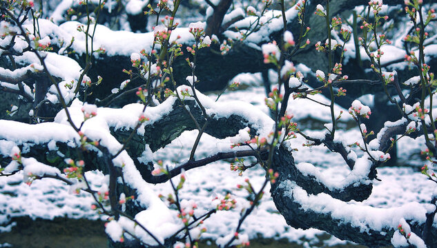冬季梨树