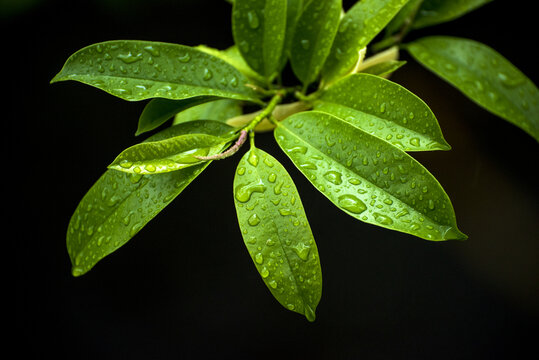 雨中绿叶