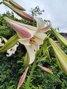 野百合花